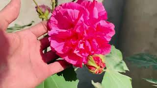 Very beautiful plant Hibiscus mutabilis aka confederate rose  hibiscus mutabilis care propagation [upl. by Gean]