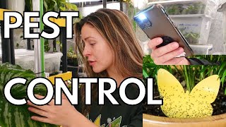 10 EASY Ways to Prevent Pests on Houseplants  Solutions for Plant Pests houseplant pests thrips [upl. by Keynes231]