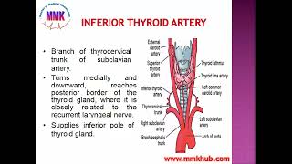 Thyroid Gland Anatomy [upl. by Wally249]