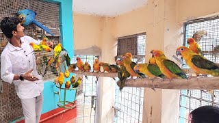 Right Time To Release The Birds Into The Aviary  Plantation Work Started In The New Farm [upl. by Acinet]