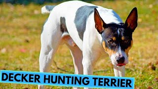 Decker Hunting Terrier  Facts and Information [upl. by Janek]