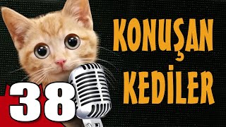 Konuşan Kediler 38  En Komik Kedi Videoları [upl. by Phillipp958]