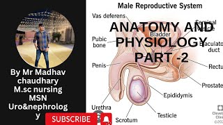 🔥MALE REPRODUCTIVE TRACT🔥 ANATOMYLECTURE2🔥madhavchaudharymalereproductivesystem spermatogenesis [upl. by Santoro]