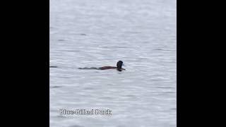 BlueBilled Duck shorts australianbirds [upl. by Ennavoj66]