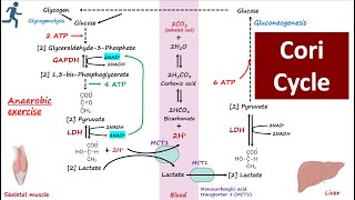 Cori Cycle  Lactic acid Metabolism  GlucoseLactate Cycle  Importance of Cori Cycle  Metabolism [upl. by Hsu101]