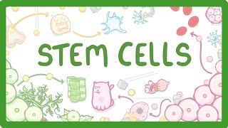 GCSE Biology  What are Stem Cells Difference Between Embryonic and Adult Stem Cells 11 [upl. by Atyekram]