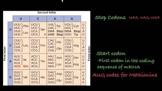 The Genetic Code how to translate mRNA [upl. by Latoniah429]