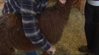 Alpaca Show Grooming [upl. by Terrie458]