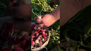 HARVESTING RADISHES October’24 Subscribe to the channel👆farm village garden villagelife [upl. by Yrokcaz991]