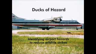 Airport Wildlife Hazard Identification amp Risk Assessment [upl. by Kevon]