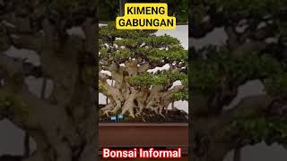 KIMENG GABUNGAN JUARA  Bonsai PAMNAS 2023 [upl. by Argyres]