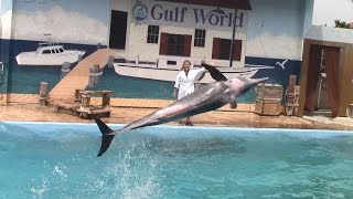 Largos Spin Bows Roughtoothed Dolphin at Gulf World [upl. by Nylteak]