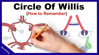 Circle of Willis Mnemonic How to remember [upl. by Wallinga]