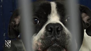 Animal shelters at capacity as more people give up pets [upl. by Nottap]