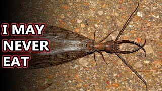 Dobsonfly facts also known as hellgrammites  Animal Fact Files [upl. by Nwadrebma]