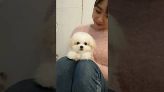 A baby mini bichon frise grooming video lovely puppy video  Teacup puppies KimsKennelUS [upl. by Rutherford834]