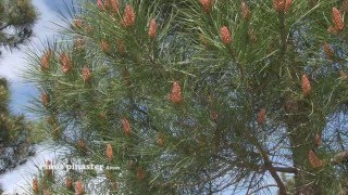 Pinus pinaster [upl. by Aenad683]