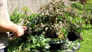 SandevBonsai  Technics Defoliation  Hedera [upl. by Pish]