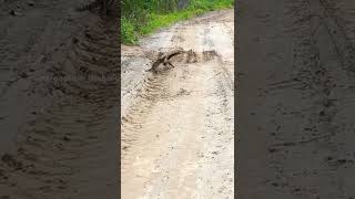 yellow throated marten vs young leopard cat somehwere in india [upl. by Esenahs]