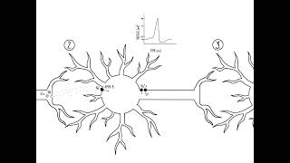 Excitatory and Inhibitory Circuits [upl. by Sender]