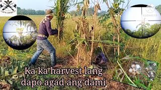 Bird Hunting PH ep32 Ang dami sa bagong harvest [upl. by Eelam]