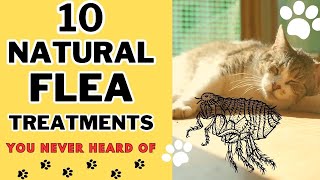 WOW 10 Unconventional Natural Flea Treatments Youve Never Heard Of [upl. by Gwenneth]