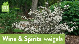 Flowering Shrub of the Year 2024  Wine amp Spirits® [upl. by Maggs]