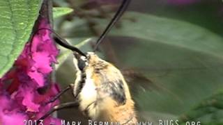 Snowberry Clearwing Moths Hemaris diffinis [upl. by Hankins588]