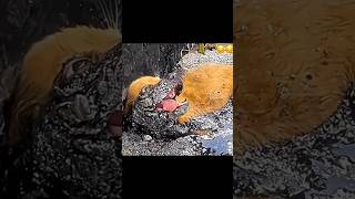 Amazing Transformation Of Puppy Rescued From Tar 🐕❤️ pets doglover pupp [upl. by Noedig945]