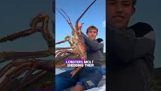 Strange Facts about Lobsters and how big they get [upl. by Aleen161]