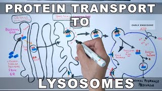 Lysosomal Protein Targeting [upl. by Werdnaed386]