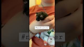 gerbil cute hamster funny [upl. by Holub]