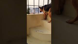 german shepherd dog barking  gsd dog barking  dog barking  puppy barking  dogs voices [upl. by Ban]