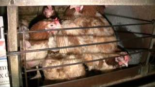 Poules pondeuses  enquête dans un élevage [upl. by Katrine]