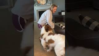 Welcome Home St Bernard Style shorts saintbernarddog cutedogs cutepets [upl. by Leatri958]