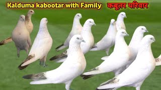 Kaldumy kabootar with Family  Full family Update Mini Zoo K Kaldumo ki 🥰 [upl. by Bauske810]