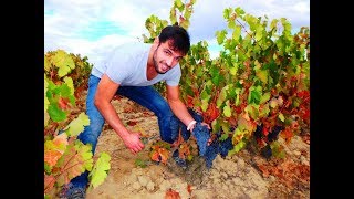 ¿Cómo se Elabora el Vino Tinto  Bodegas Urbina [upl. by Rucker466]