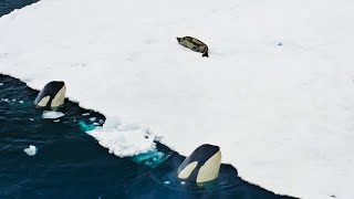 Incredible Orca Hunt  Frozen Planet II  BBC Earth [upl. by Cutty283]