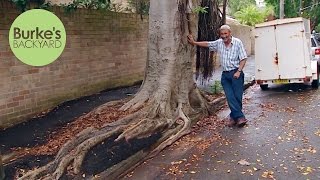 Burkes Backyard Trees to avoid that grow too big damage footpaths roads invade neighbours [upl. by Boone508]