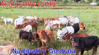 Nadipathy Cattles 1 to 2 Feet Height cows video farming animals mini minivlog [upl. by Aikcir]