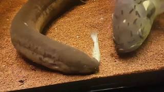 Lungfish Struggles [upl. by Aihtnyc]