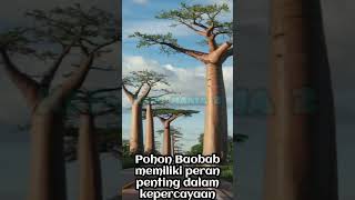 POHON BAOBAB POHON DARI AFRIKA [upl. by Chura]