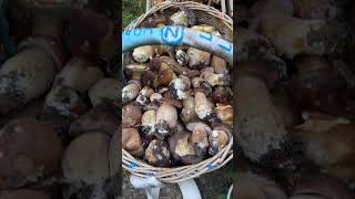 Funghi Porcini Bellissimo raccolto in Basilicata [upl. by Duffie]