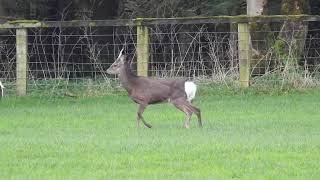 Limping Sika Stag at Forest of Bowland Lancashire April 7th 2024 [upl. by Iinde]