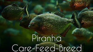 Red bellied PIRANHA care in TAMILCareFeedingGender Identification and BreedingEshwarGandhi [upl. by Aivatnohs16]