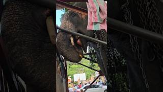 Hungry Elephant 🐘  He likes to eat bananas elephant animals banana viralvideo [upl. by Shishko778]