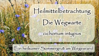 Wegwarte  cichorium intypus  Heilmittelbetrachtung  Dr med Liane PreuMaiwald  Würzburg [upl. by Elston]