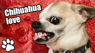 36 Angry Chihuahuas  Try Not To Laugh  That Pet Life [upl. by Fax]