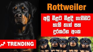 Dogs  Sri Lanka Most Popular Rottweiler Puppy Selling Points and Contact Number  Dog show [upl. by Nauqan]