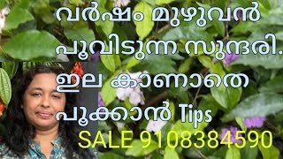 വർഷം മുഴുവൻ നിറഞ്ഞുപൂക്കുന്ന മൂന്നു പ്രത്യേകതകൾ ഉള്ള സുന്ദരി [upl. by Ahsekim]